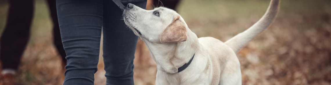 Einzeltraining & Verhaltensberatung