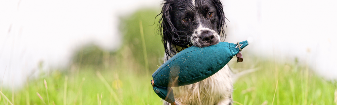 Dummytraining Aufbaukurs – strukturierte Apportierarbeit für Mensch-Hund-Teams