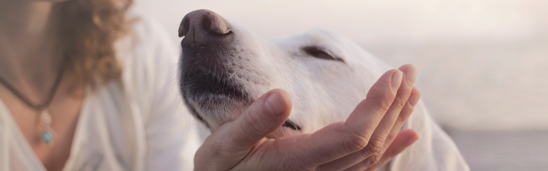Stabilität im Alltag – gemeinsam mit deinem Hund