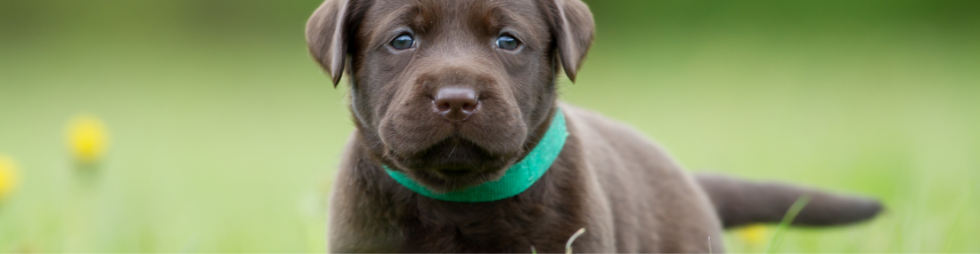 Welpen & Milchzahnverlierer